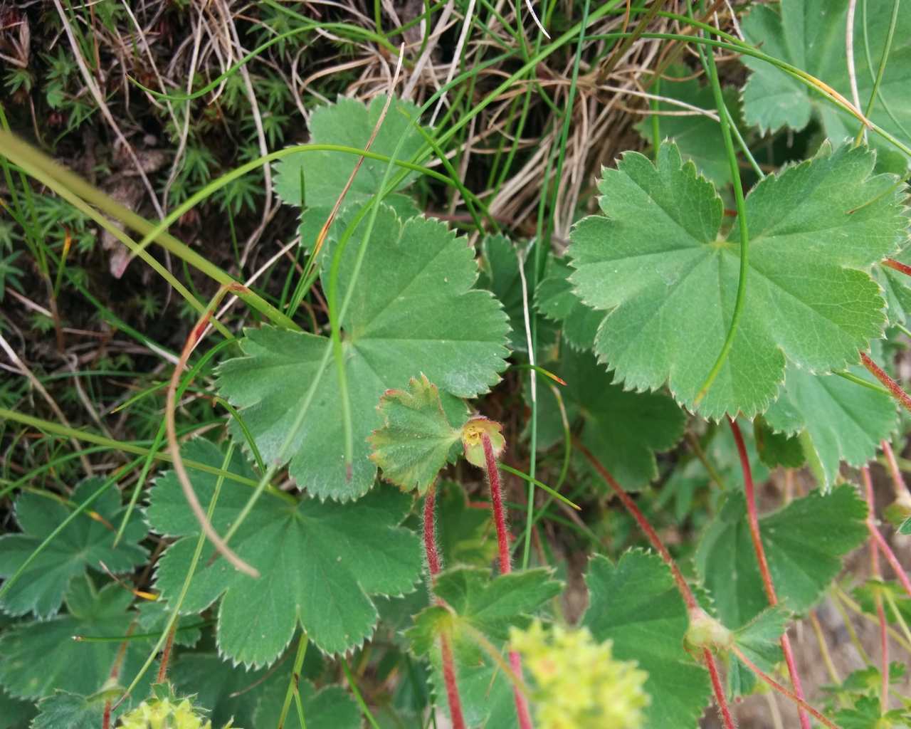 Alchemilla sp.